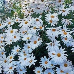 Meet your Posher, Sofia